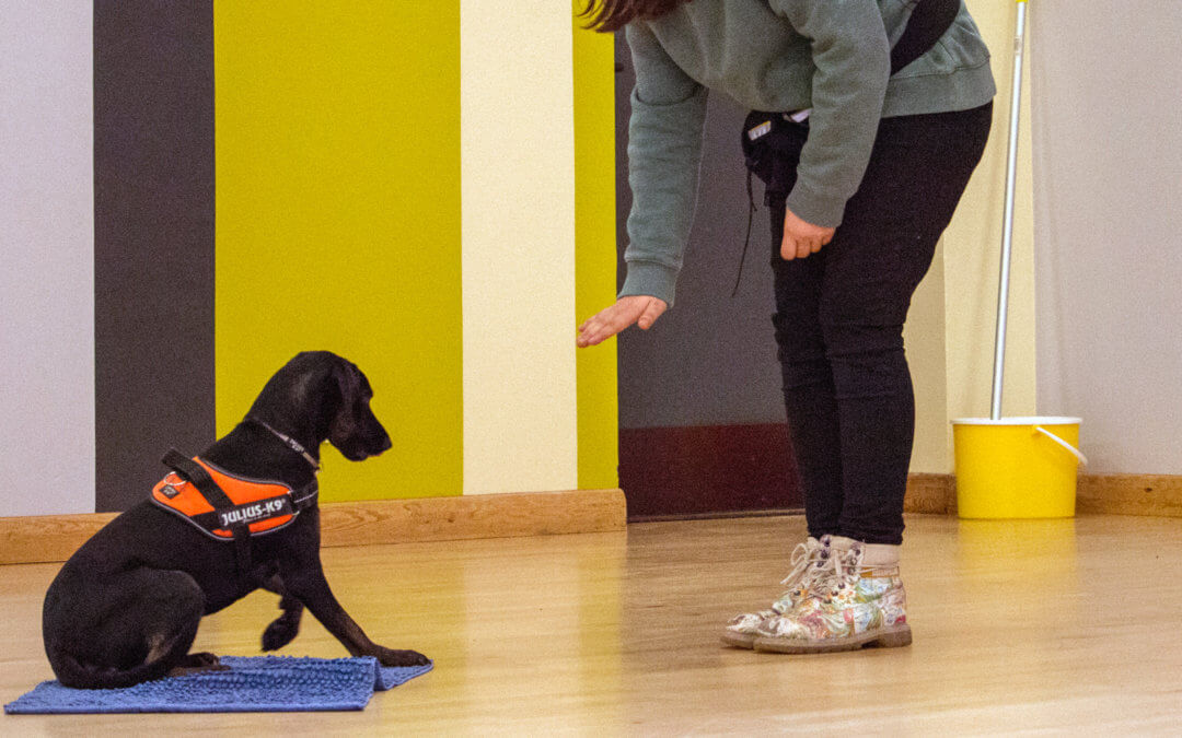 Tails from a Dog Trainer – Jumping Puppies