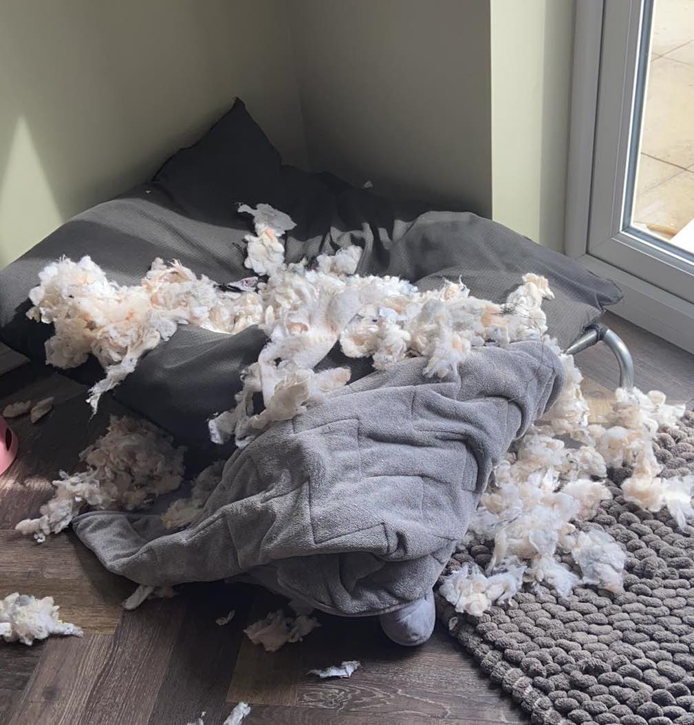 Destroyed dog bed